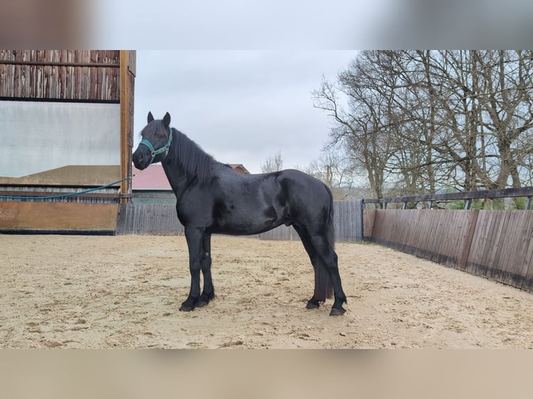 Mérens Stallion 4 years 14,3 hh  in Caumont