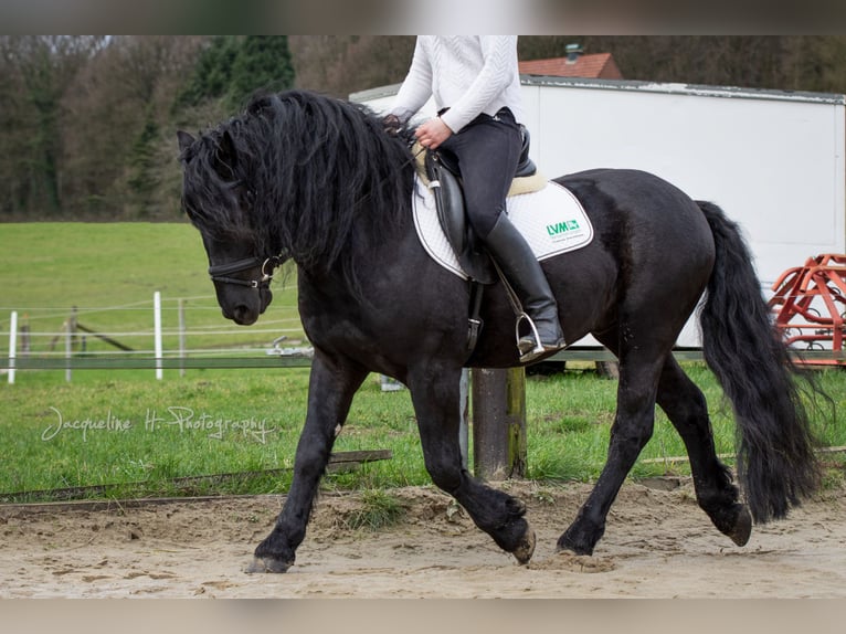 Mérens Stallion 9 years 14,2 hh Black in Ibbenbüren