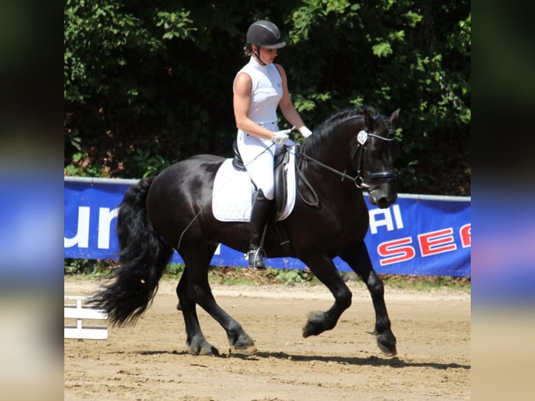 Mérens Stallion 9 years 14,2 hh Black in Ibbenbüren