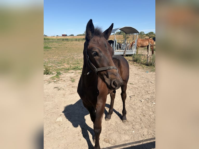 Mérens Stallion Foal (05/2026) 15.2 hh Black in Willebroek