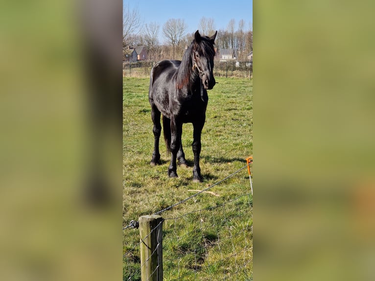 Merens Stute 2 Jahre 160 cm Rappe in meer