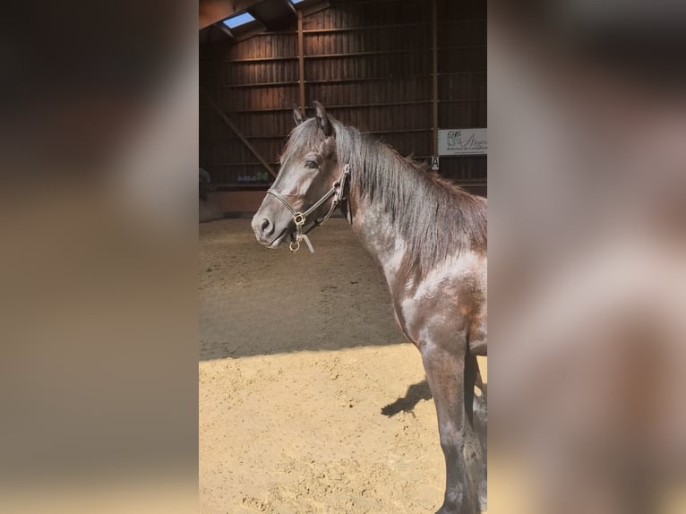 Merens Stute 2 Jahre Rappe in Caumont