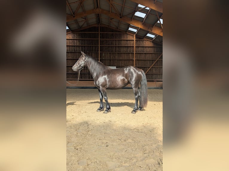 Merens Stute 3 Jahre 147 cm Rappe in Caumont