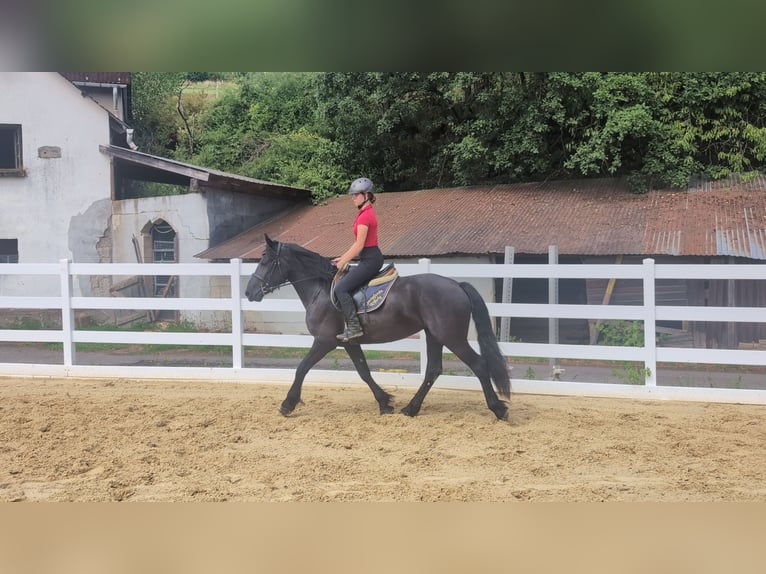 Merens Stute 3 Jahre 153 cm Rappe in Morsbach