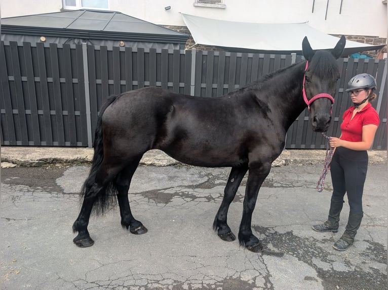 Merens Stute 3 Jahre 153 cm Rappe in Morsbach