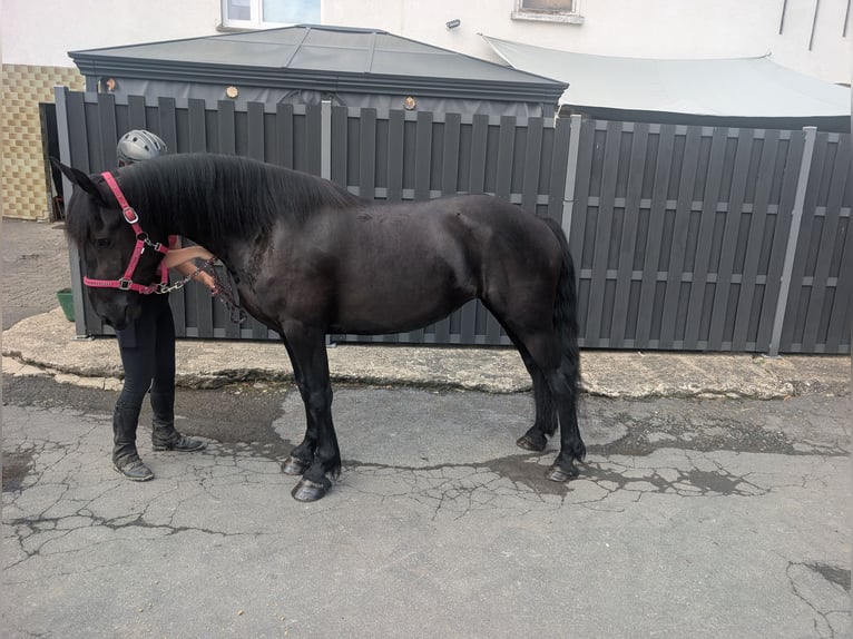 Merens Stute 3 Jahre 153 cm Rappe in Morsbach