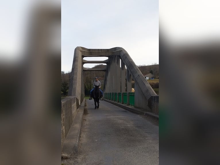 Merens Stute 5 Jahre 150 cm Rappe in La Barthe de neste