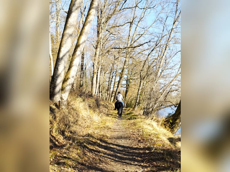 Merens Stute 5 Jahre 150 cm Rappe in La Barthe de neste