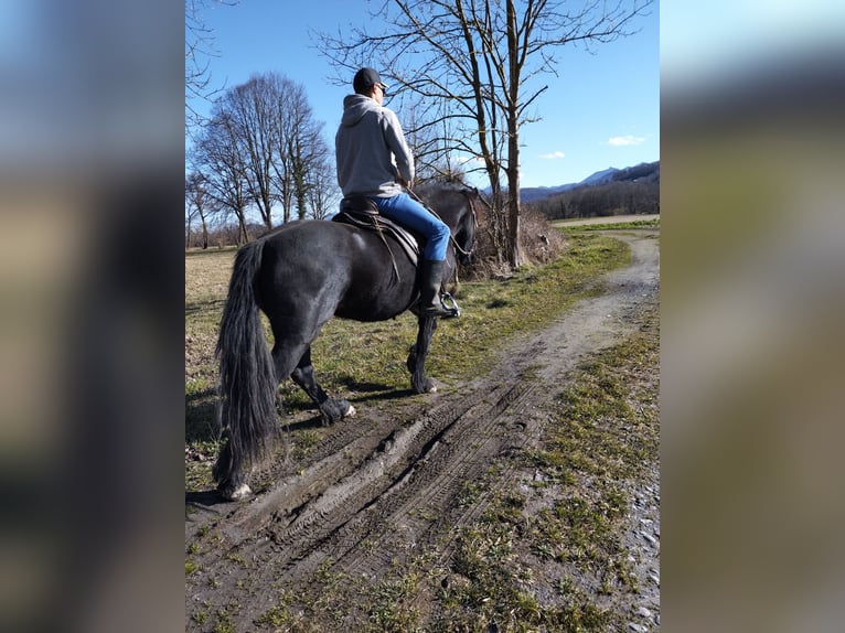 Merens Stute 5 Jahre 150 cm Rappe in La Barthe de neste