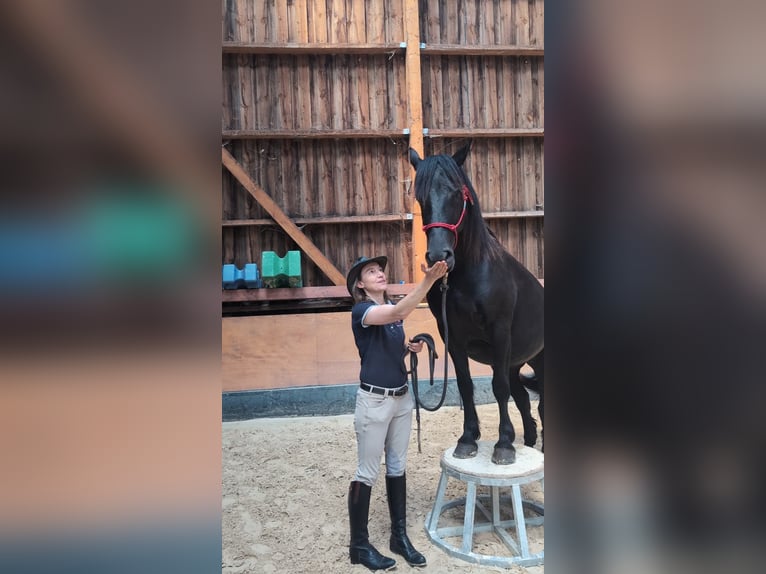 Merens Stute 6 Jahre 152 cm Rappe in caumont