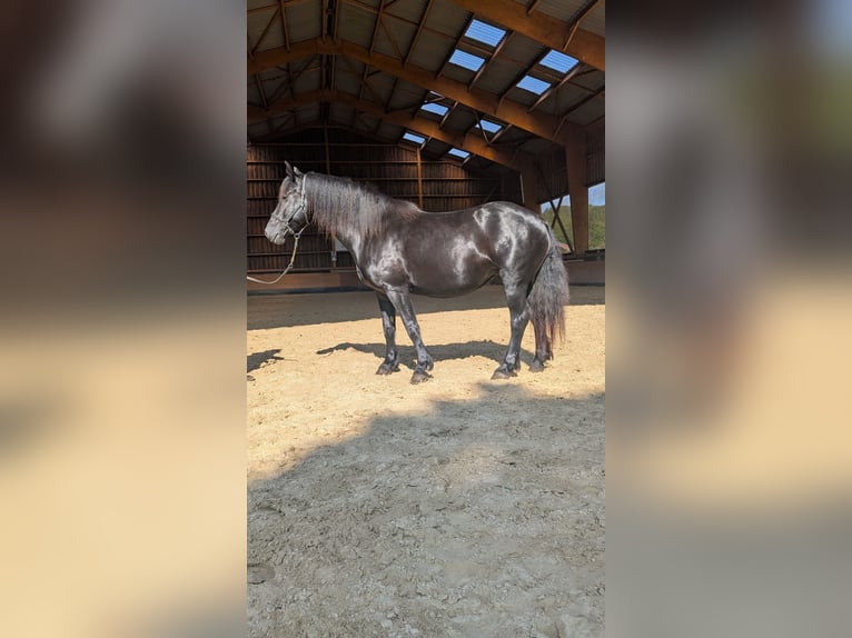 Merens Stute 6 Jahre 152 cm Rappe in Caumont