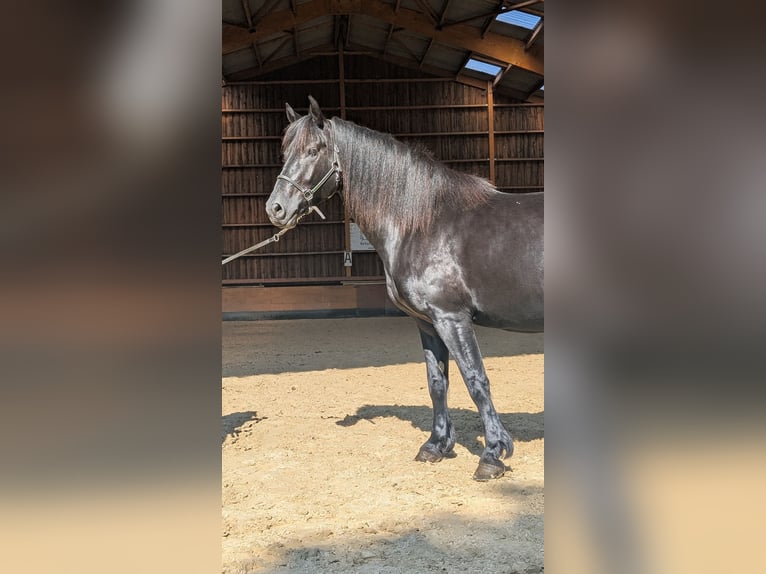 Merens Stute 6 Jahre 152 cm Rappe in caumont