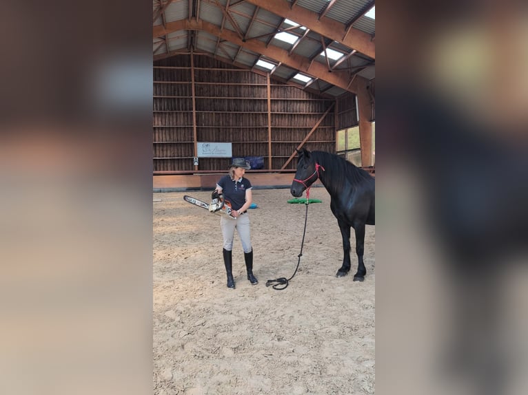 Merens Stute 6 Jahre 152 cm Rappe in caumont