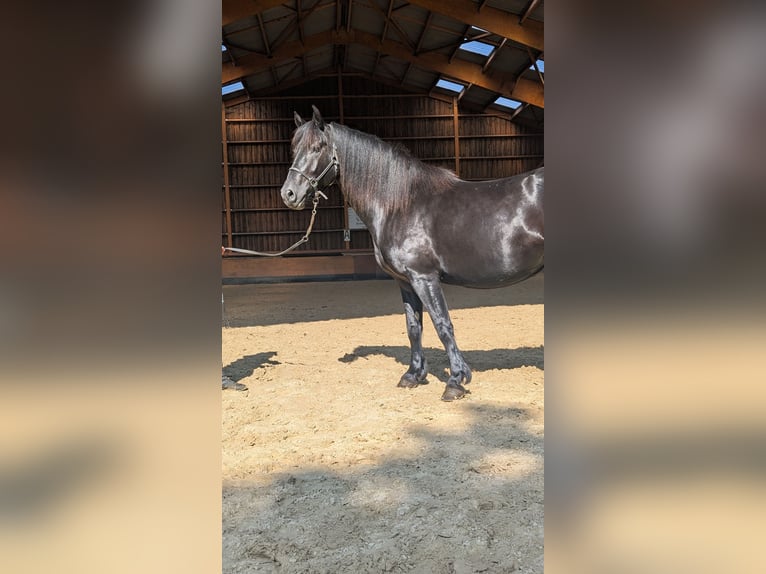 Merens Stute 7 Jahre 152 cm Rappe in Caumont