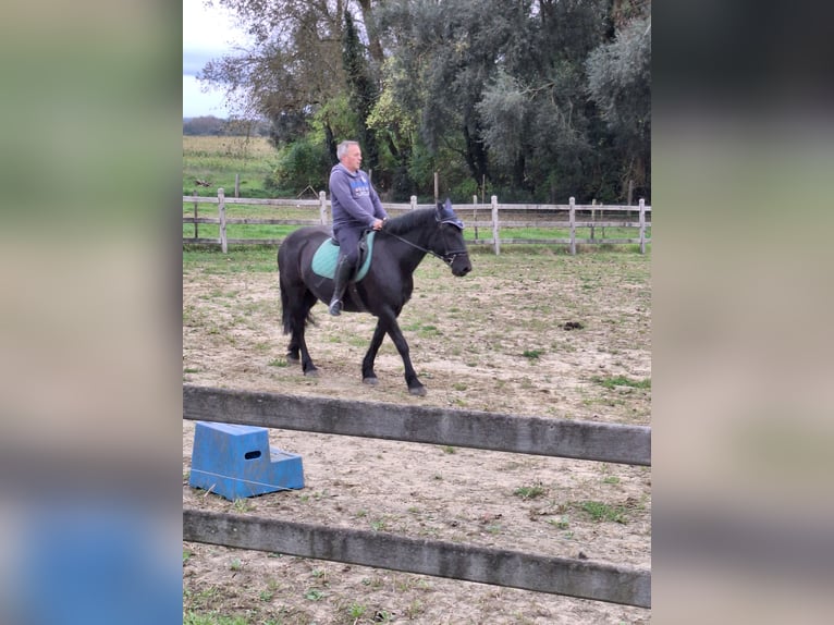 Merens Stute 8 Jahre 150 cm Rappe in Bierbeek