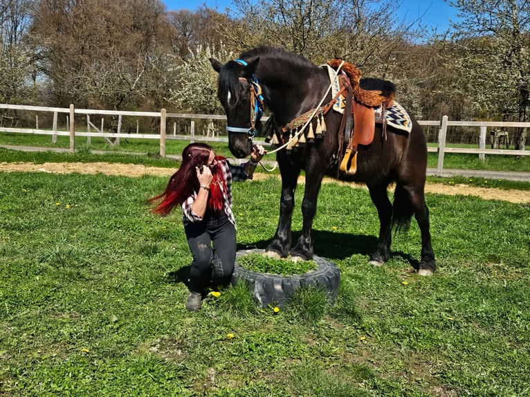 Merens Mix Wallach 4 Jahre 155 cm Rappe in Linkenbach