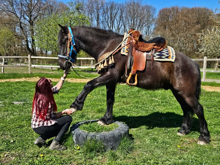 Merens Mix Wallach 4 Jahre 155 cm Rappe in Linkenbach