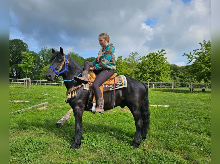 Merens Wallach 6 Jahre 151 cm Rappe in Linkenbach