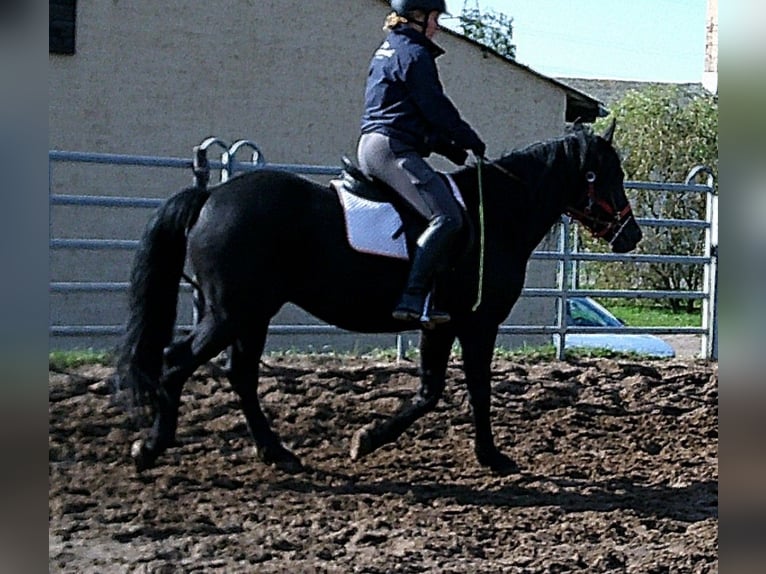 Merens Mix Wallach 8 Jahre 150 cm Rappe in Buttst&#xE4;dt