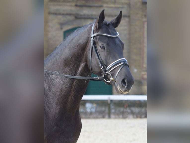 MERIDIAN German Sport Horse Stallion Black in Warendorf