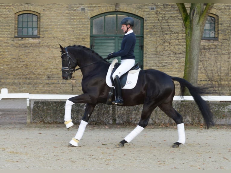 MERIDIAN German Sport Horse Stallion Black in Warendorf