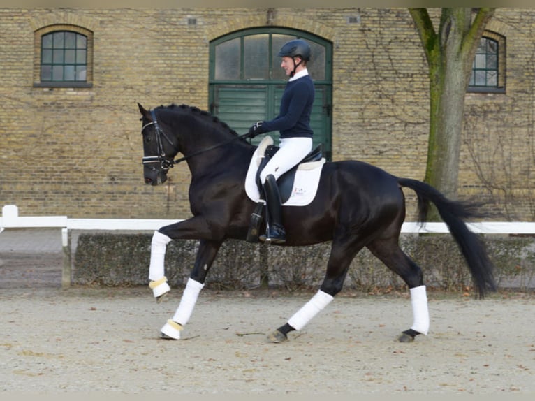 MERIDIAN German Sport Horse Stallion in Warendorf