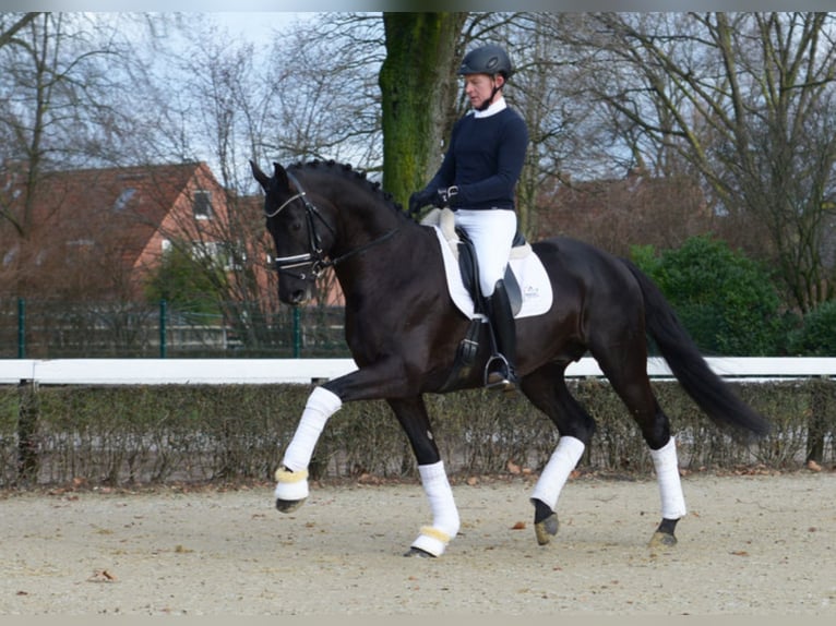 MERIDIAN German Sport Horse Stallion in Warendorf