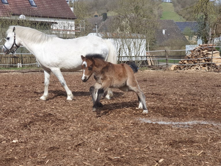 MERYWENS CHEWIE Welsh A (Mountain Pony) Stallion Roan-Red in Niederstetten
