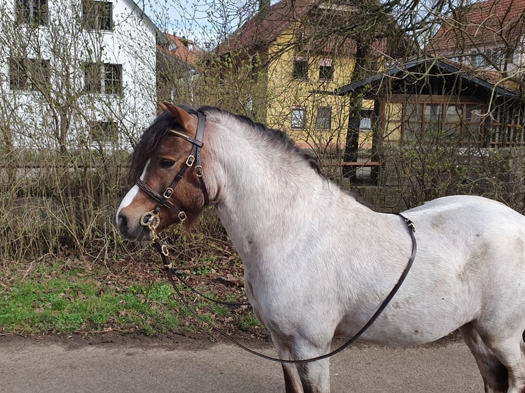 MERYWENS CHEWIE Welsh A (Mountain Pony) Stallion Roan-Red in Niederstetten