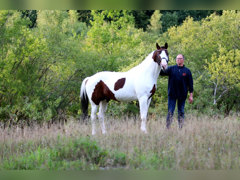 MESCALERO WFFS FREI-CA FREI- SCID FREI Pinto Horse Stallone Pezzato in Wanderup