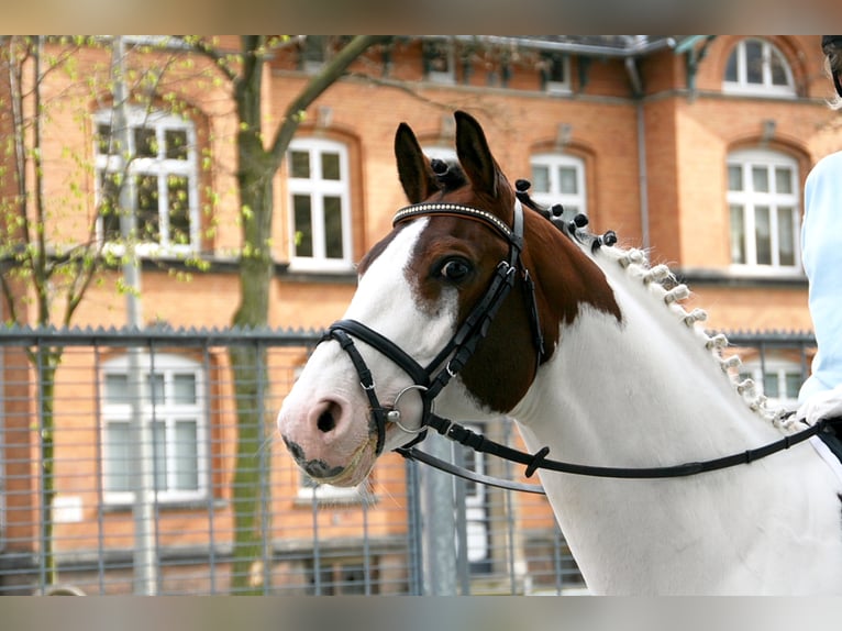 MESCALERO WFFS FREI-CA FREI- SCID FREI Pinto Horse Stallone Pezzato in Wanderup