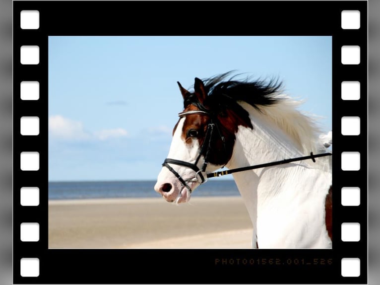 MESCALERO WFFS FREI-CA FREI- SCID FREI Pinto Horse Stallone Pezzato in Wanderup