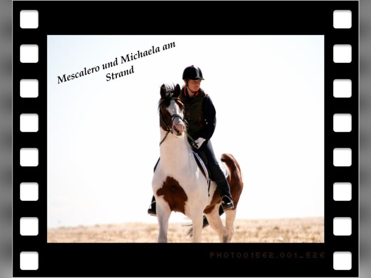 MESCALERO WFFS FREI-CA FREI- SCID FREI Pinto Horse Stallone Pezzato in Wanderup