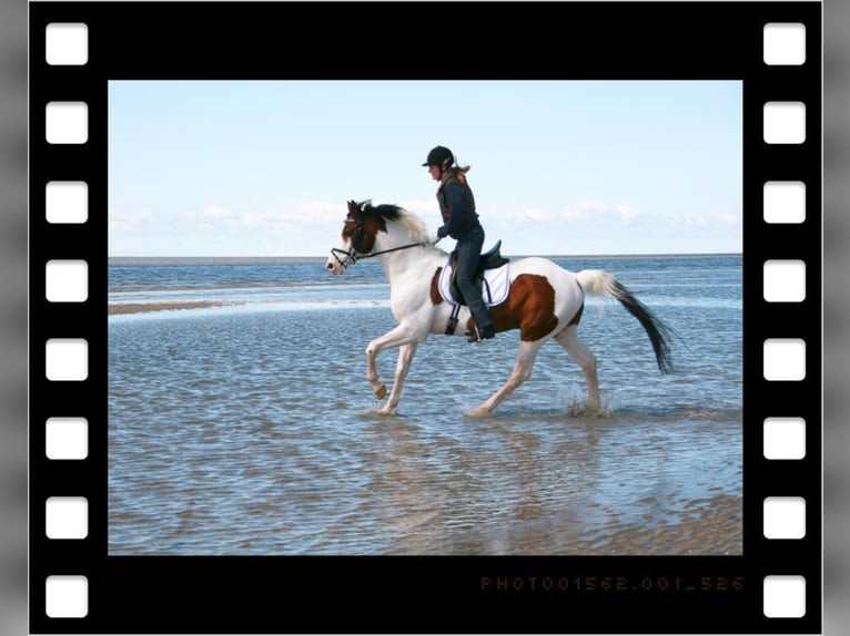 MESCALERO WFFS FREI-CA FREI- SCID FREI Pinto Horse Stallone Pezzato in Wanderup