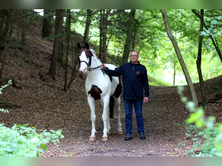 MESCALERO WFFS FREI-CA FREI- SCID FREI Pinto Horse Stallone Pezzato in Wanderup