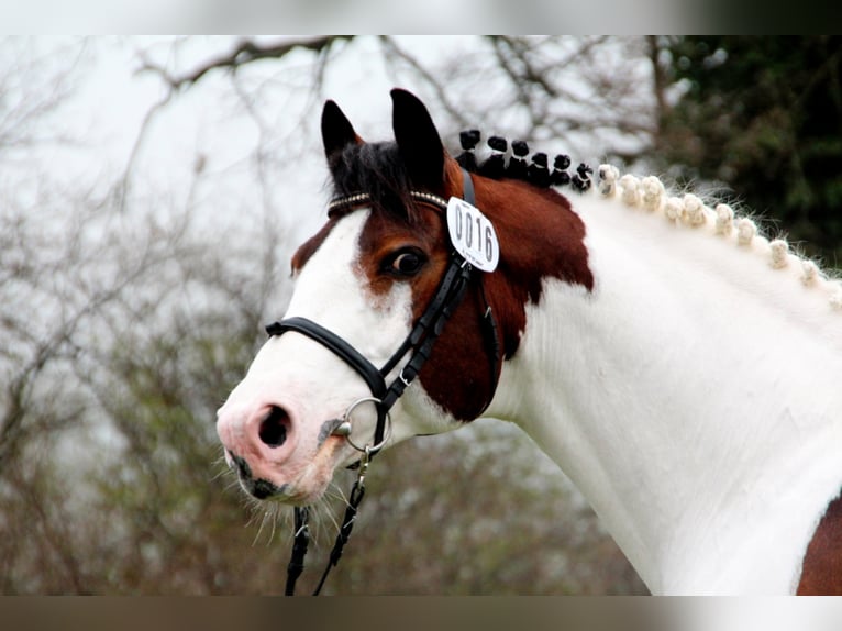 MESCALERO WFFS FREI-CA FREI- SCID FREI Pinto Horse Stallone Pezzato in Wanderup