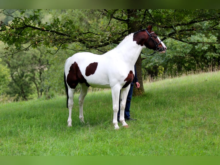 MESCALERO WFFS FREI-CA FREI- SCID FREI Pinto Horse Stallone Pezzato in Wanderup