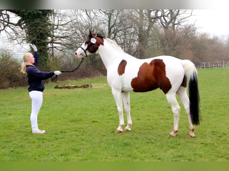 MESCALERO WFFS FREI-CA FREI- SCID FREI Pinto Horse Stallone Pezzato in Wanderup