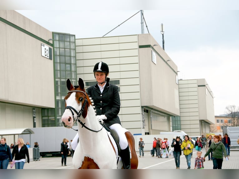 MESCALERO WFFS FREI-CA FREI- SCID FREI Pinto Horse Stallone Pezzato in Wanderup