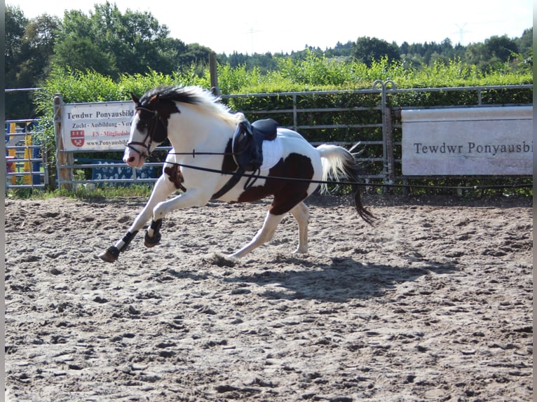 MESCALERO WFFS FREI-CA FREI- SCID FREI Pinto Horse Stallone Pezzato in Wanderup