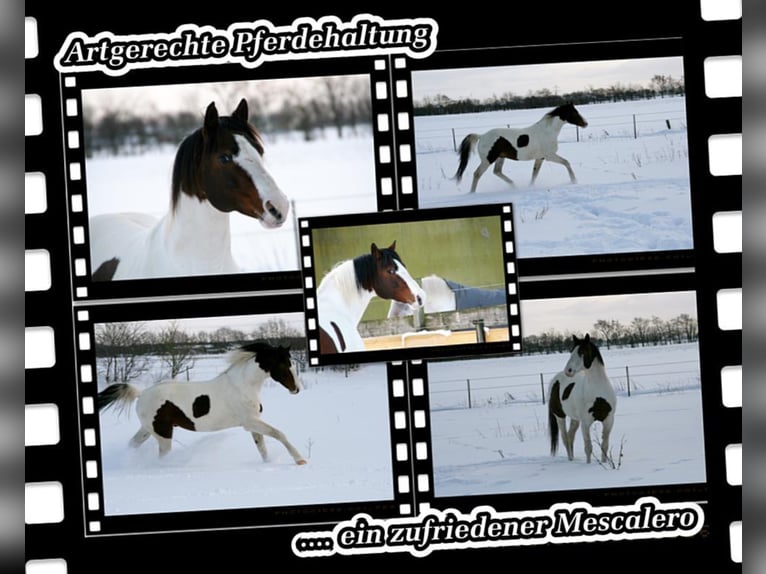 MESCALERO WFFS FREI-CA FREI- SCID FREI Pinto Horse Stallone Pezzato in Wanderup