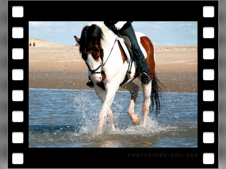 MESCALERO WFFS FREI-CA FREI- SCID FREI Pinto Horse Stallone Pezzato in Wanderup