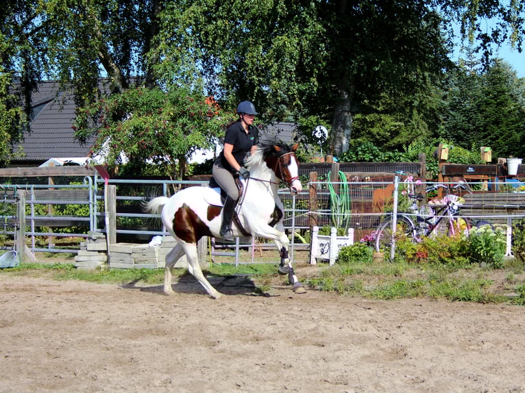 MESCALERO WFFS FREI-CA FREI- SCID FREI Pintos Stallion in Wanderup
