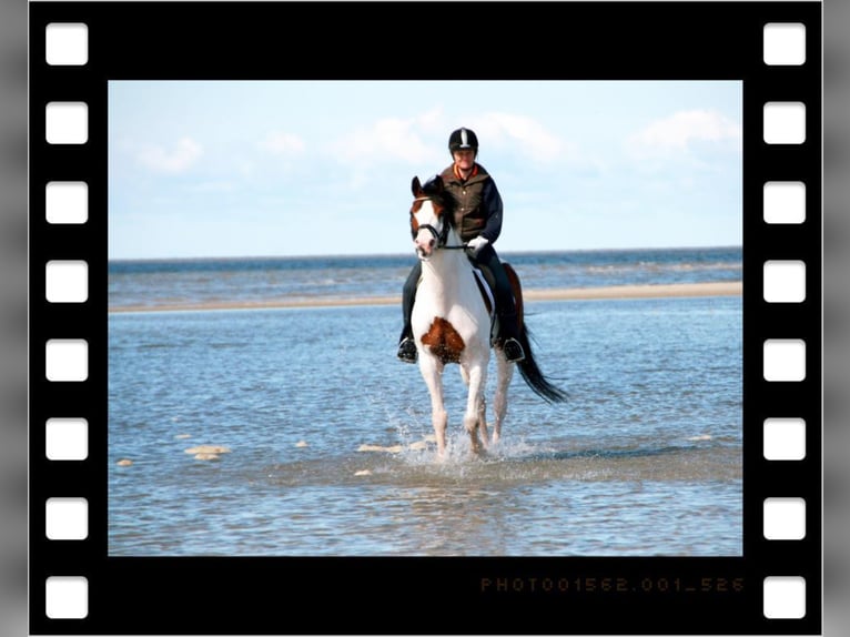 MESCALERO WFFS FREI-CA FREI- SCID FREI Pintos Stallion in Wanderup