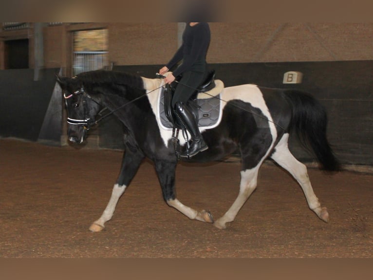 Mezzosangue Arabo Castrone 10 Anni 162 cm Pezzato in Norderstedt