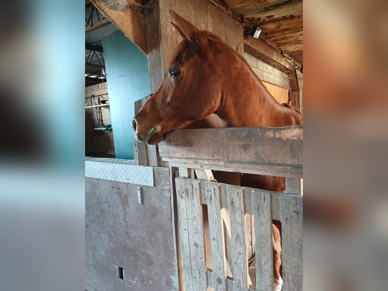 Mezzosangue Arabo Castrone 11 Anni 147 cm Sauro in Herbolzheim