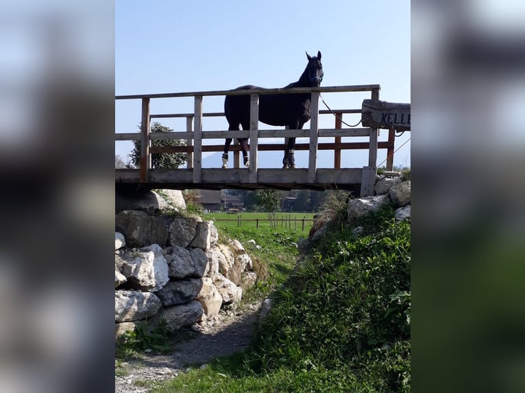 Mezzosangue Arabo Castrone 11 Anni 148 cm Morello in Uznach
