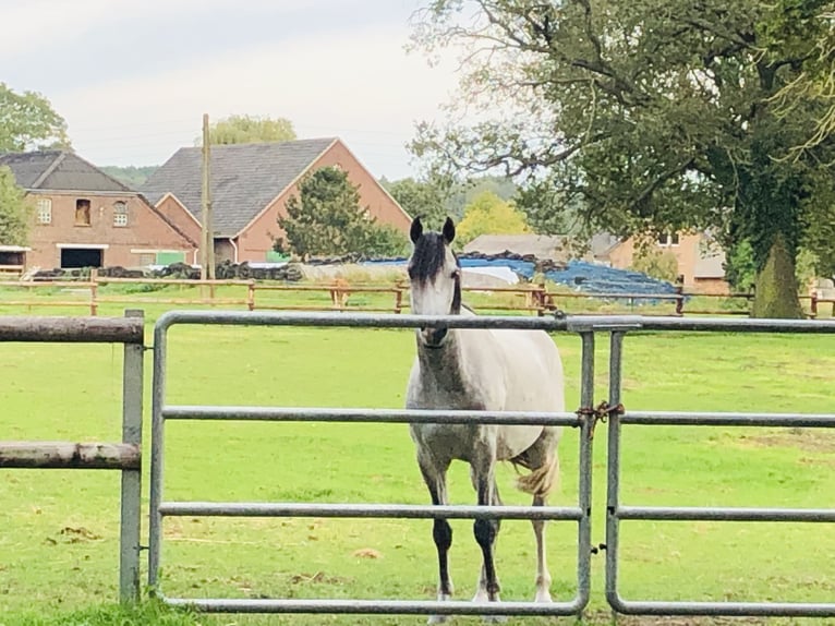 Mezzosangue Arabo Castrone 11 Anni 155 cm Grigio in Hamminkeln