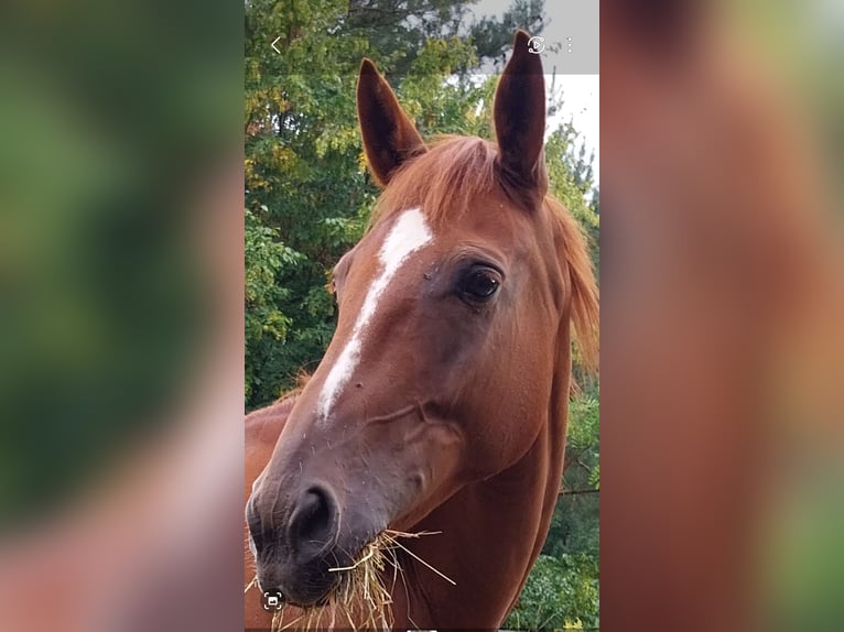 Mezzosangue Arabo Castrone 11 Anni 164 cm Sauro in Phalsbourg