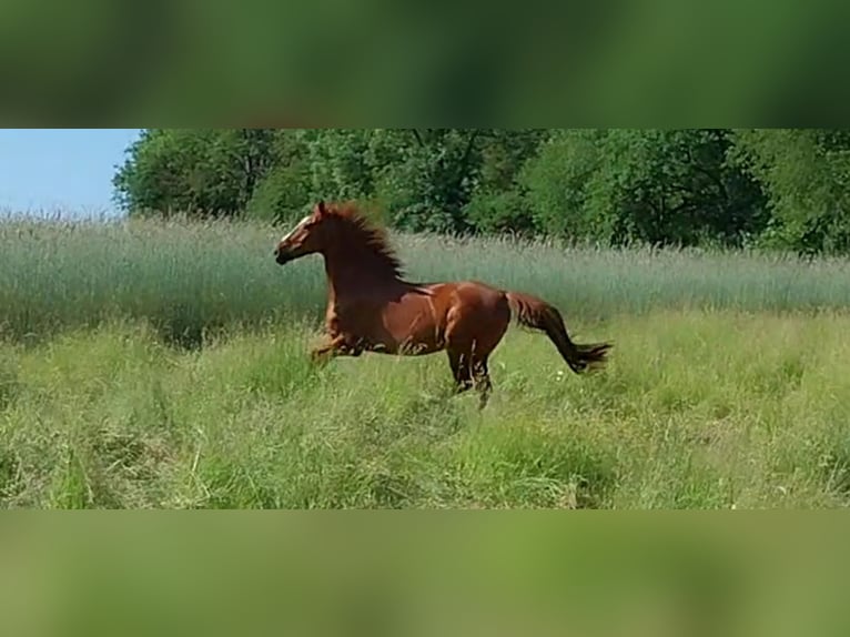 Mezzosangue Arabo Castrone 11 Anni 164 cm Sauro in Phalsbourg